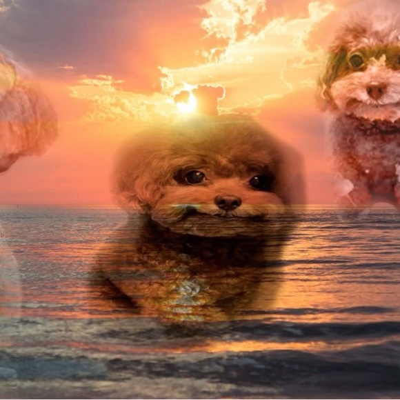 Meet your Posher, Mackenzie - Picture 4 of 5